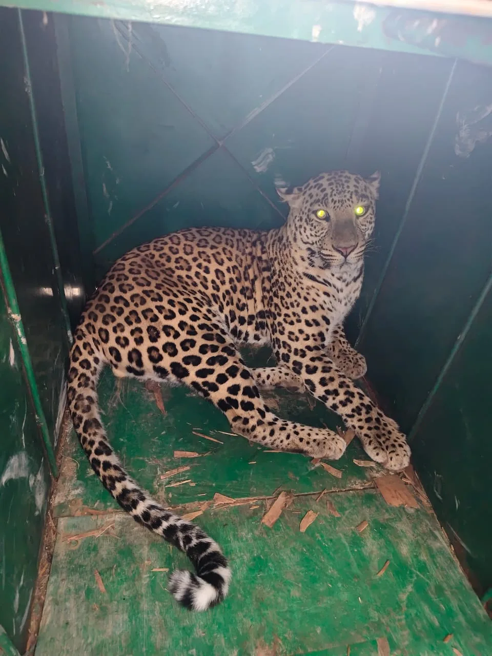 पिंजरे में कैद हुआ पैंथर, 14 बकरियों पर हमले के बाद वन विभाग की बड़ी कार्रवाई